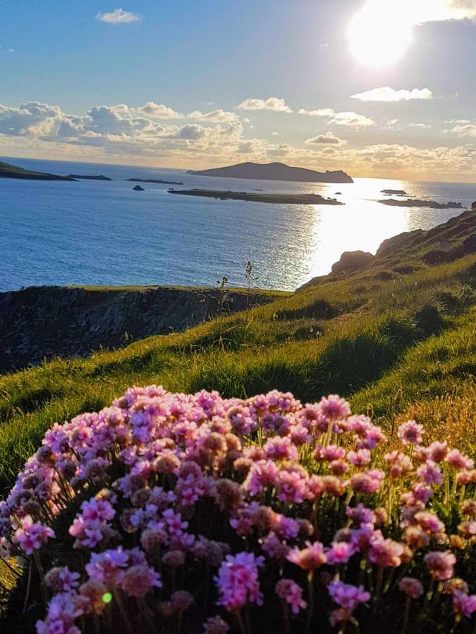The Plough B&B Ventry Exterior foto