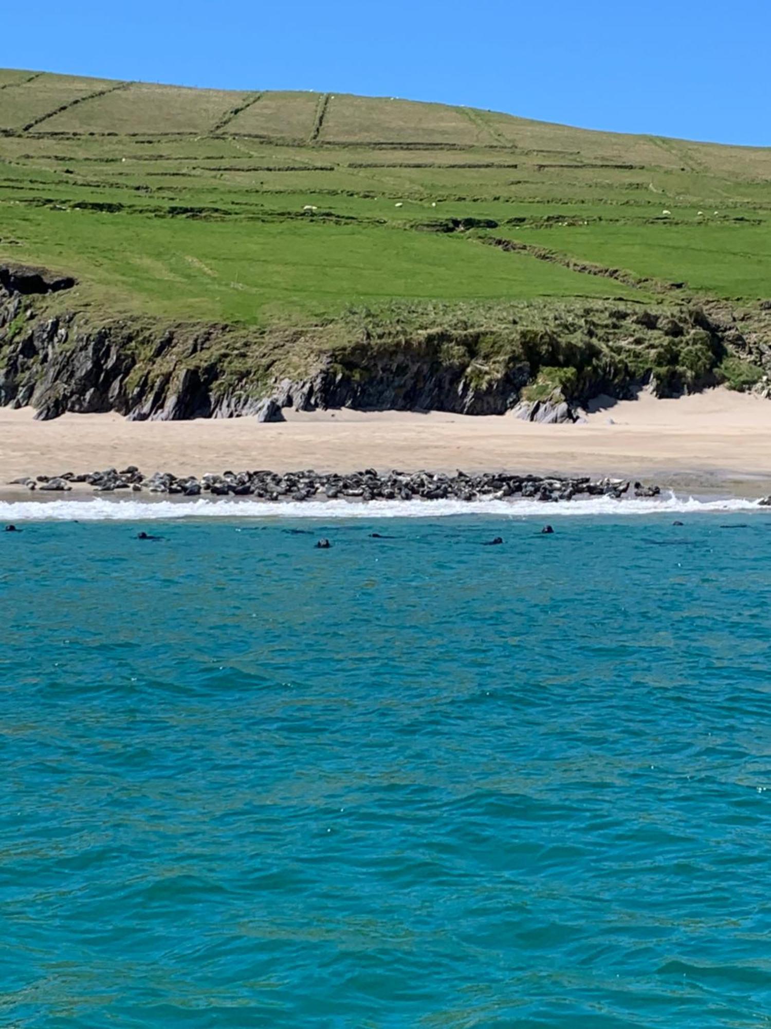 The Plough B&B Ventry Exterior foto