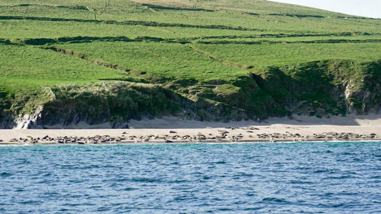 The Plough B&B Ventry Exterior foto